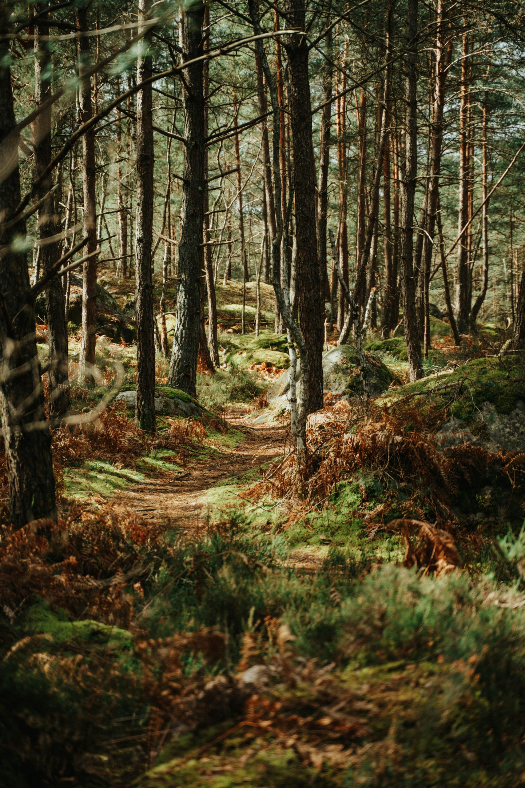 Forêt de Fontainebleau à vélo